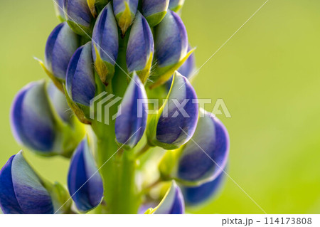 春の彩り～ルピナスの花～ 114173808