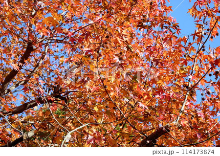 秋の公園　モミジバフウの紅葉 114173874