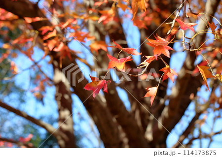 秋の公園 モミジバフウの紅葉 秋の公園 モミジバフウの紅葉 114173875