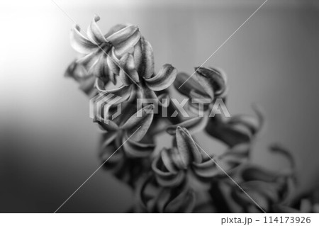 春の光とヒヤシンス～モノクローム～ 114173926