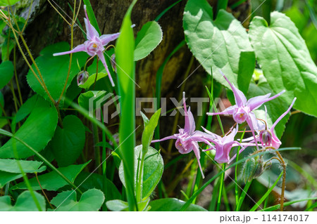 イカリソウの花びら イカリソウの花びら 114174017