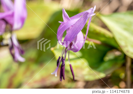 早春の光と紅紫色のカタクリの花 早春の光と紅紫色のカタクリの花 114174878