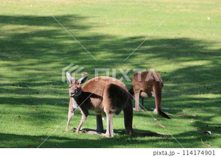 ヤンチャップ国立公園の野生のカンガルー ヤンチャップ国立公園の野生のカンガルー 114174901