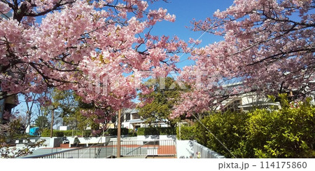 稲毛海岸駅前の河津桜満開 稲毛海岸駅前の河津桜満開 114175860