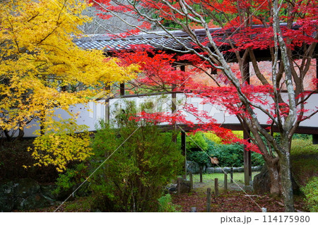 久安寺の紅葉(大阪府池田市) 久安寺の紅葉(大阪府池田市) 114175980