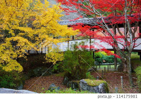 久安寺の紅葉（大阪府池田市） 114175981