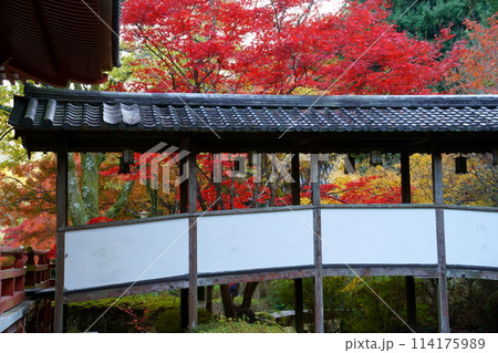 久安寺の紅葉（大阪府池田市） 114175989