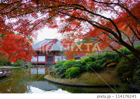 久安寺の紅葉越しのバン字池と本堂(大阪府池田市) 久安寺の紅葉越しのバン字池と本堂(大阪府池田市) 114176245
