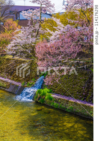 飛騨高山、中橋の桜 114176298
