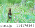 緑の中で顔を出したタケノコ 114176364