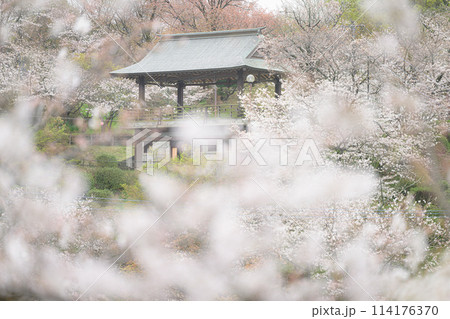 観月楼展望所 菊池公園 観月楼展望所 菊池公園 114176370