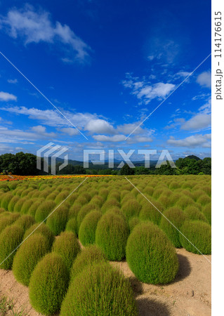 花夢の里の夏コキアと青空 マリーゴールドの花畑 花夢の里の夏コキアと青空 マリーゴールドの花畑 114176615