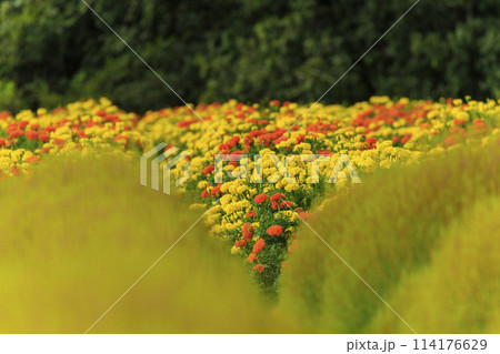 花夢の里 コキア畑とマリーゴールドの花畑 花夢の里 コキア畑とマリーゴールドの花畑 114176629