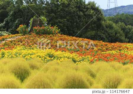 花夢の里　マリーゴールドの花畑とコキア 114176647