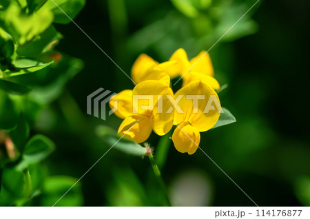 都草(みやこぐさ) 114176877