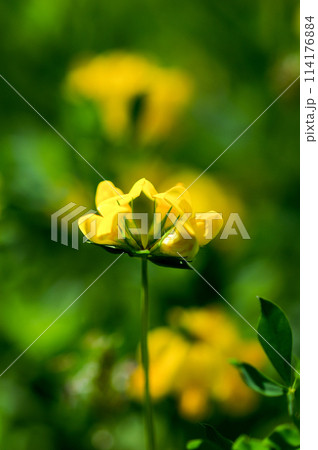 都草(みやこぐさ) 114176884