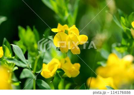 都草(みやこぐさ) 114176886