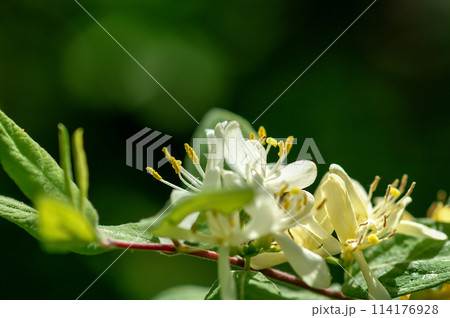 瓢箪木の花 瓢箪木の花 114176928