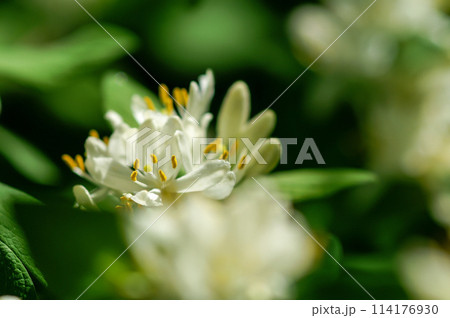 瓢箪木の花 瓢箪木の花 114176930