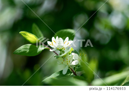 瓢箪木の花 瓢箪木の花 114176933