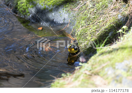 キビタキ 114177178