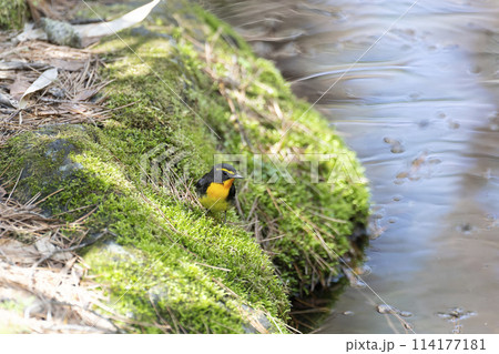 キビタキ キビタキ 114177181