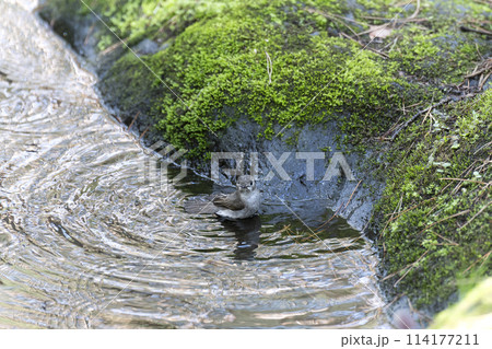 コサメビタキ 114177211