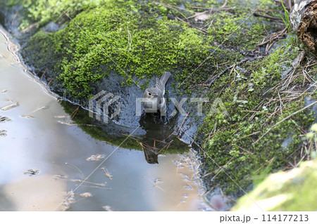 コサメビタキ コサメビタキ 114177213