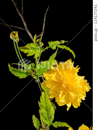 Blooming kerria japonica flowers on a black background Blooming kerria japonica flowers on a black background 114177241