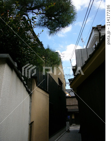 祇園の路地、黒塀と見越しの松 祇園の路地、黒塀と見越しの松 114177286