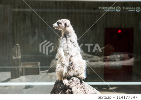 上野動物園　ミーアキャット　春晴れの青空　ゴールデンウィーク　東京都台東区上野公園 114177347