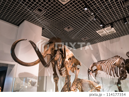 マンモス化石 博物館級 upper molar with M2 マンモス化石 博物館級