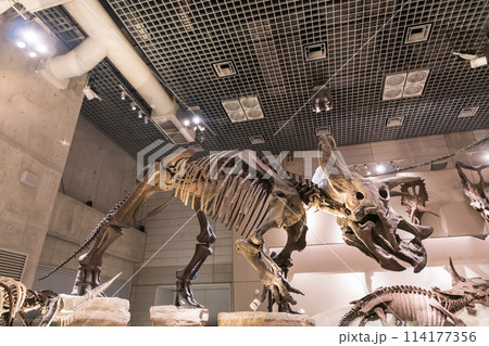 国立科学博物館　トリケラトプスの化石　巨大な恐竜　春の快晴　ゴールデンウィーク　東京都台東区 114177356