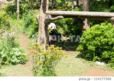 上野動物園 ジャイアントパンダ リーリー 春の快晴 ゴールデンウィーク 東京都台東区上野公園 上野動物園 ジャイアントパンダ リーリー 春の快晴 ゴールデンウィーク 東京都台東区上野公園 114177368