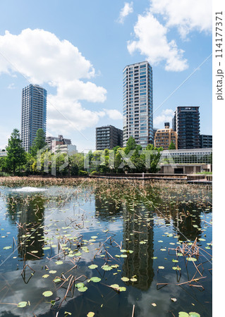 上野動物園　不忍池と高層マンション　鏡映し　春晴れの青空　ゴールデンウィーク　東京都台東区上野公園 114177371