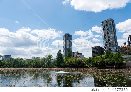 上野動物園　不忍池と高層マンションの景色　春の快晴　ゴールデンウィーク　東京都台東区上野公園 114177373