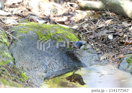 コルリ コルリ 114177567