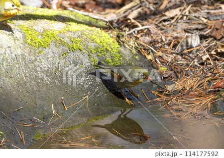 ソウシチョウ 114177592