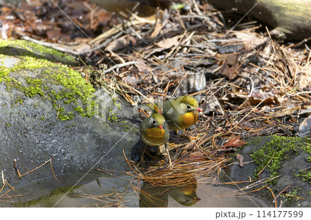 ソウシチョウ ソウシチョウ 114177599