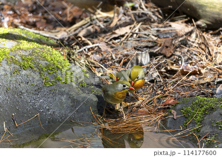 ソウシチョウ ソウシチョウ 114177600