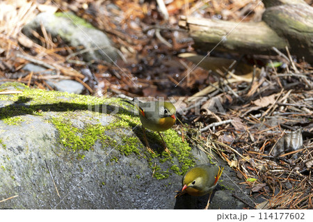 ソウシチョウ ソウシチョウ 114177602