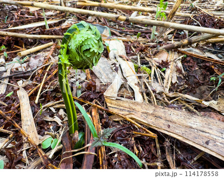 こごみの季節~北国の春~ こごみの季節~北国の春~ 114178558