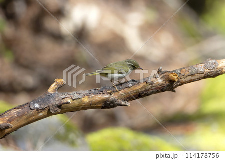 センダイムシクイ 114178756