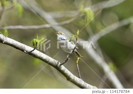 ウグイス 114178784