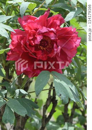 ボタン(向陽) ボタン(向陽) 114179166