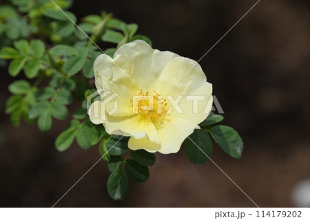 ロサ・ヒューゴーニス 114179202