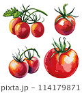 Tomatoes collection vector illustration.  114179871