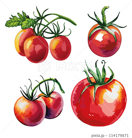 Tomatoes collection vector illustration.  114179871