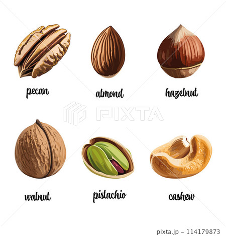 Collection of nuts vector illustration 114179873