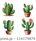 Cacti vector illustration. cactus 114179874